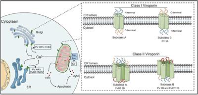 Frontiers | Apoptosis and Autophagy in Picornavirus Infection